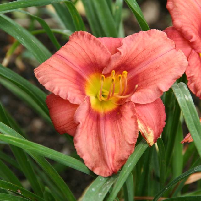 Hemerocallis 'Rosy Returns' (Marie-Elise Liennard)